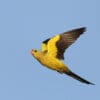 A wild male Regent Parrot on the wing