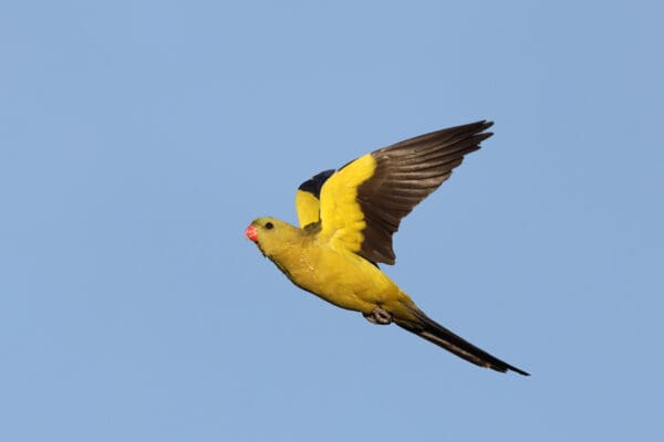 A wild male Regent Parrot on the wing