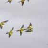 A flock of wild Regent Parrots in flight