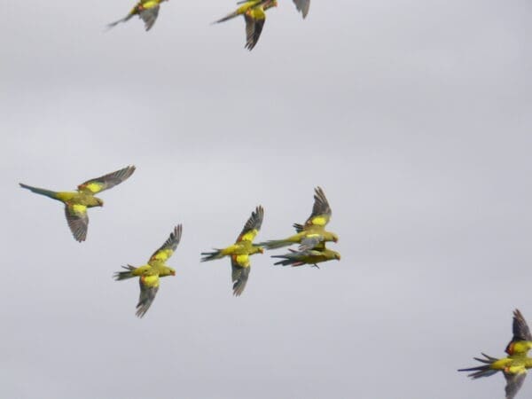 A flock of wild Regent Parrots in flight