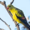 A wild Regent Parrot perches on a branch