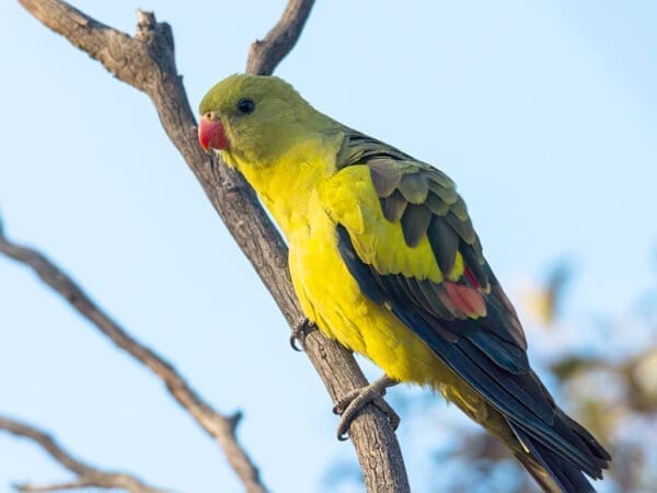 A wild Regent Parrot perches on a branch