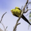 A wild male Regent Parrot perches on a branch