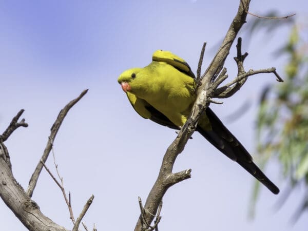 A wild male Regent Parrot perches on a branch