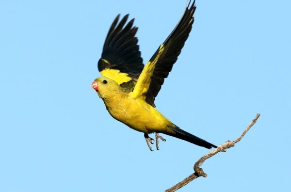 A wild male Regent Parrot on the wing