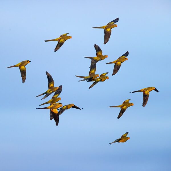 A flock of wild Regent Parrots takes flight