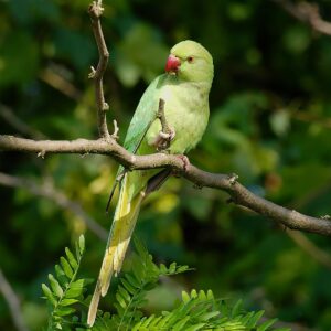 A feral Ringneck Parakeet perches on a branch