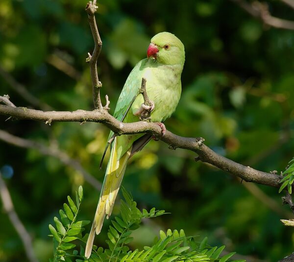 A feral Ringneck Parakeet perches on a branch