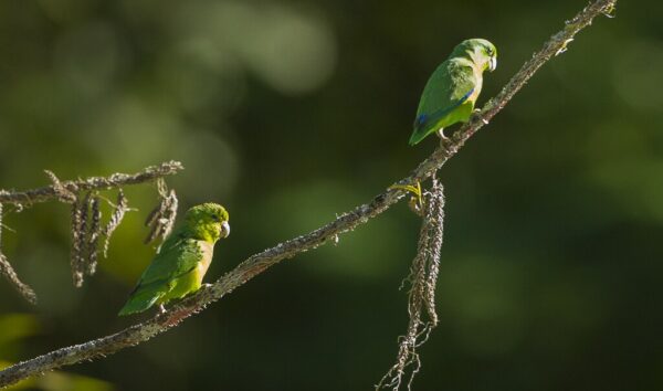 Wild Riparian Parrotlets perch on a branch