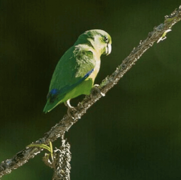 A wild Riparian Parrotlet perches on a branch