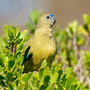 A wild Rock Parrot perches in a bush