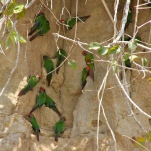 Wild Rose-fronted Conures take soil at a clay lick