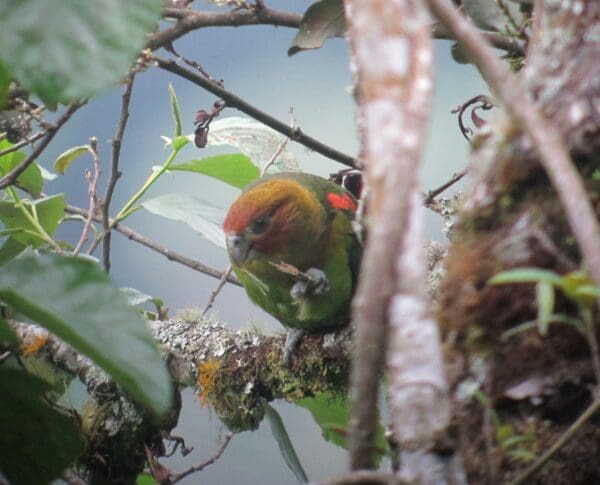 A wild Rusty-faced Parrot clings to a branch