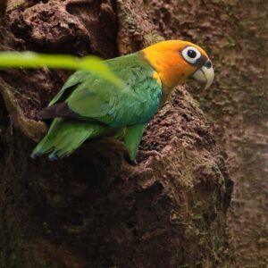 A wild Saffron-headed Parrot perches at a nest cavity