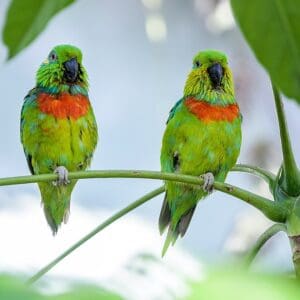 Two male Salvadori's Fig Parrots perch on a plant