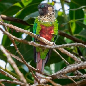 A wild Santarém Conure perches in a tree