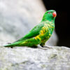 A wild Scaly-breasted Lorikeet perches on a rock