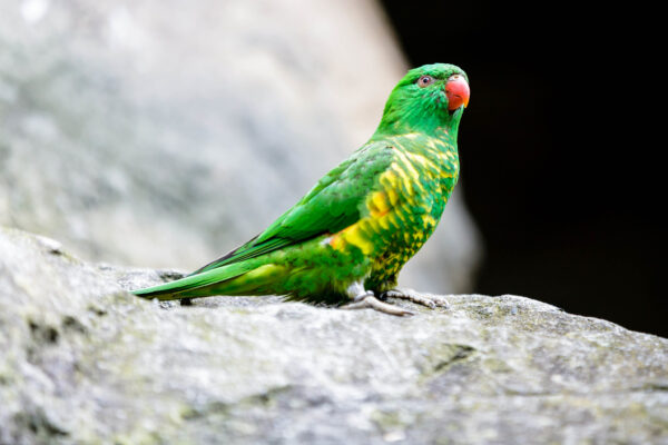 A wild Scaly-breasted Lorikeet perches on a rock