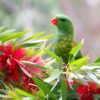 A wild Scaly-breasted Lorikeet perches in a flowering tree