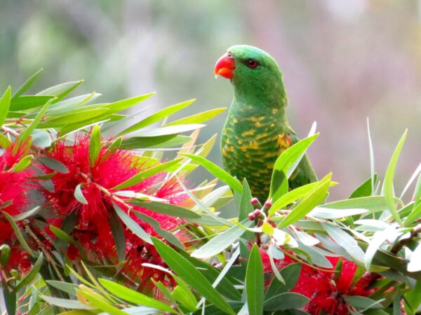 A wild Scaly-breasted Lorikeet perches in a flowering tree