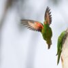 Wild Scaly-breasted Lorikeets land at a nest cavity