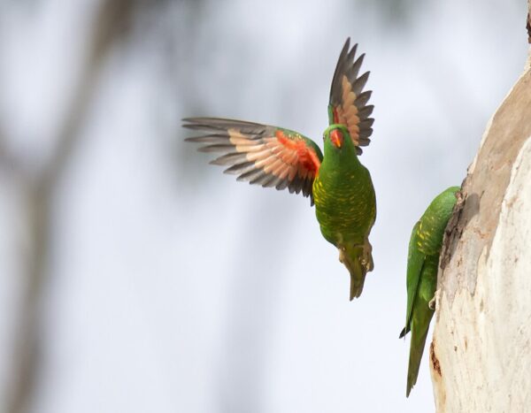 Wild Scaly-breasted Lorikeets land at a nest cavity