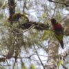 A wild Scarlet-breasted (Mitchell's) Lorikeet perches in a tree