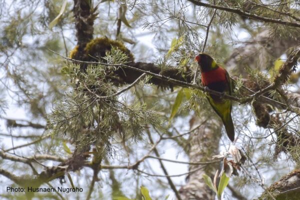 A wild Scarlet-breasted (Mitchell's) Lorikeet perches in a tree