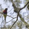 A wild Scarlet-breasted (Mitchell's) Lorikeet perches in a tree