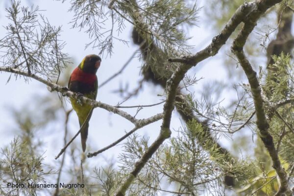 A wild Scarlet-breasted (Mitchell's) Lorikeet perches in a tree