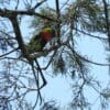 A wild Mitchell's Lorikeet perches in a tree