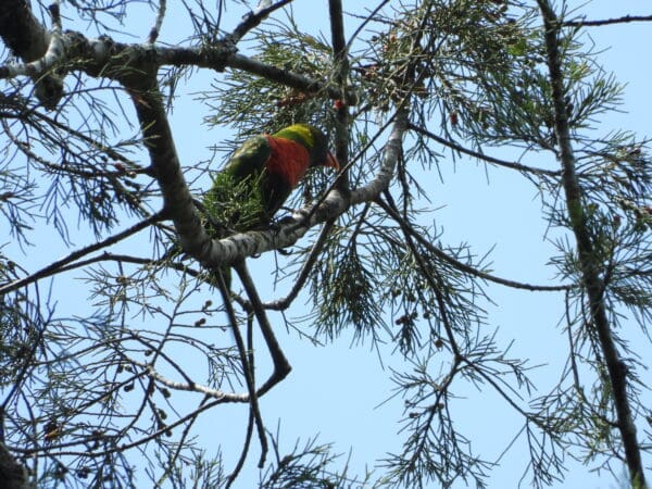 A wild Mitchell's Lorikeet perches in a tree