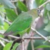 A wild Scarlet-shouldered Parrotlet perches in a tree