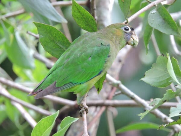 A wild Scarlet-shouldered Parrotlet perches in a tree