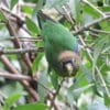 A wild Scarlet-shouldered Parrotlet dangles from a twig