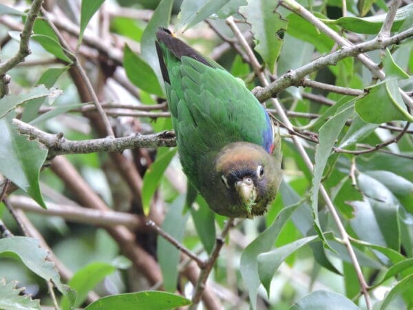 A wild Scarlet-shouldered Parrotlet dangles from a twig