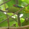 Wild Scarlet-shouldered Parrotlets perch in a tree