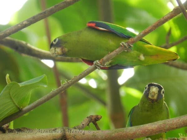 Wild Scarlet-shouldered Parrotlets perch in a tree