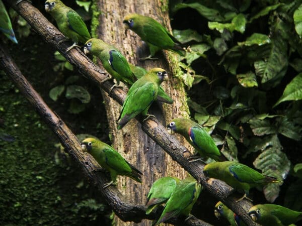 Wild Scarlet-shouldered Parrotlets gather in a flock