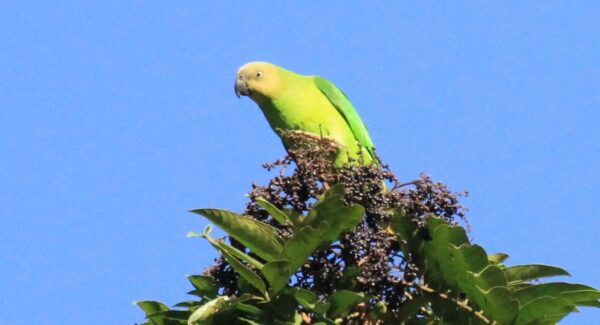 A wild Singing Parrot perches atop a tree