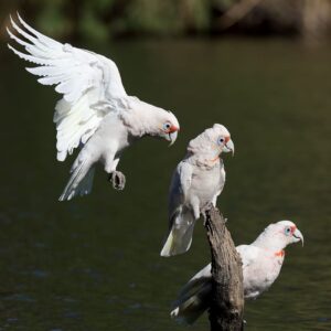 Wild Slender-billed Corellas land at a watering hole