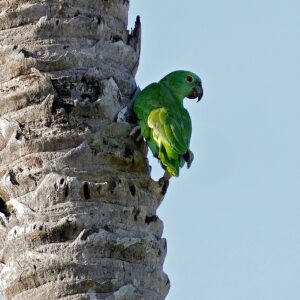 A wild Southern Mealy Amazon clings to palm tree trunk