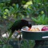 A Stella's Lorikeet feeds at a food station at San Diego Wildlife Alliance