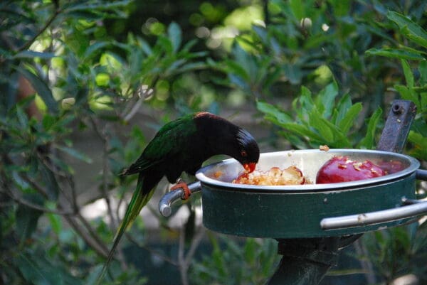 A Stella's Lorikeet feeds at a food station at San Diego Wildlife Alliance