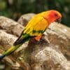 A Sun Conure perches on a log