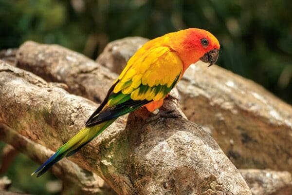 A Sun Conure perches on a log