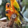 Sun Conures perch on limbs at Jurong Bird Park, Singapore