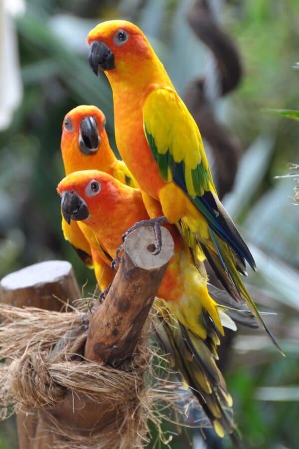 Sun Conures perch on limbs at Jurong Bird Park, Singapore