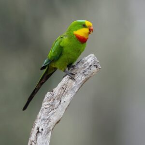 A wild male Superb Parrot perches atop a branch