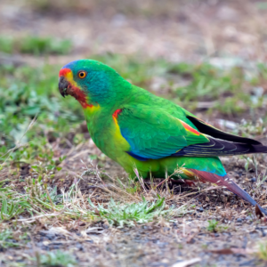 A wild Swift Parrot forages on the ground